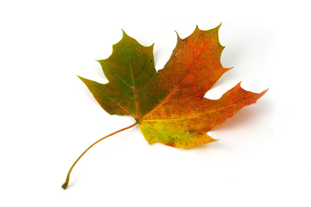 fallleaf